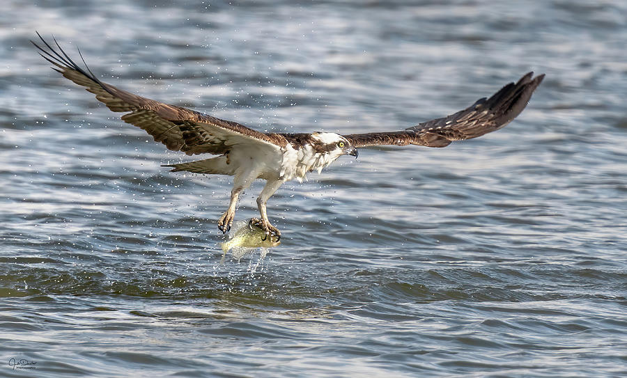 Osprey with fish #1 Photograph by Judi Dressler