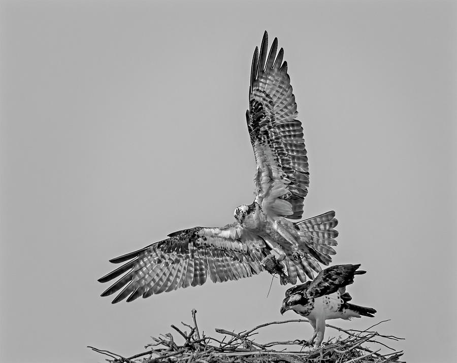 Ospreys At Nest  #1 Photograph by Susan Candelario