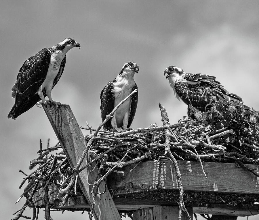 Ospreys in their Nest #1 Photograph by Robert Pilkington