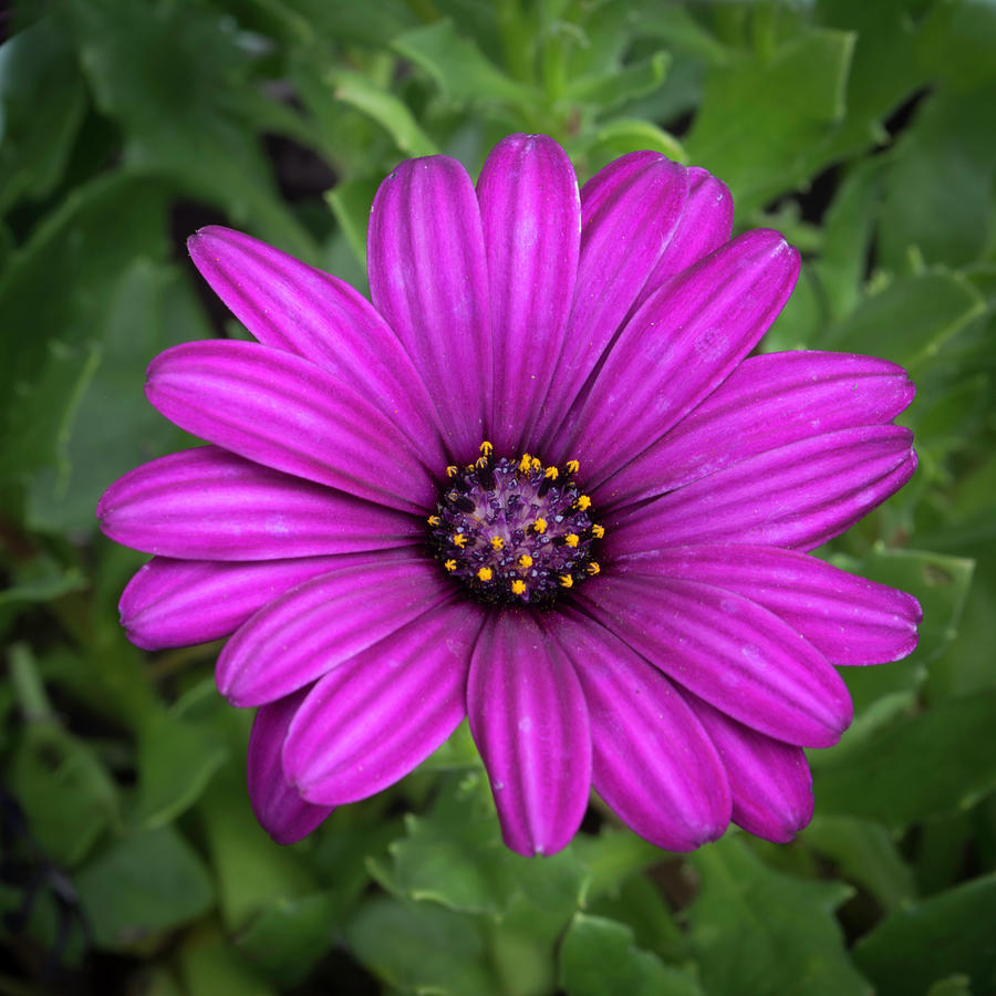 Osteospermum African Daisy 2 Photograph by Kenneth Cole