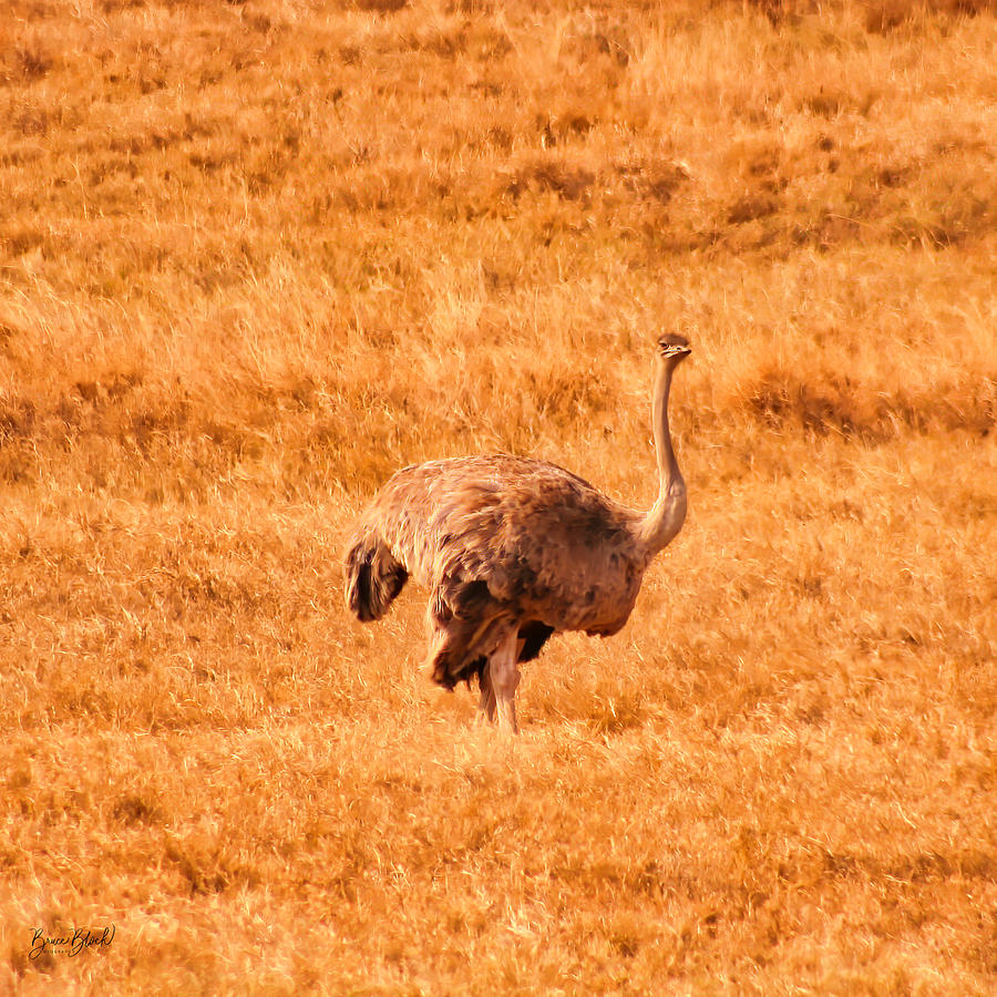 Ostrich #1 Photograph by Bruce Block