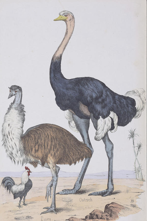 Ostrich, Emu And Chicken- 1865 #1 Digital Art by Kim Kent