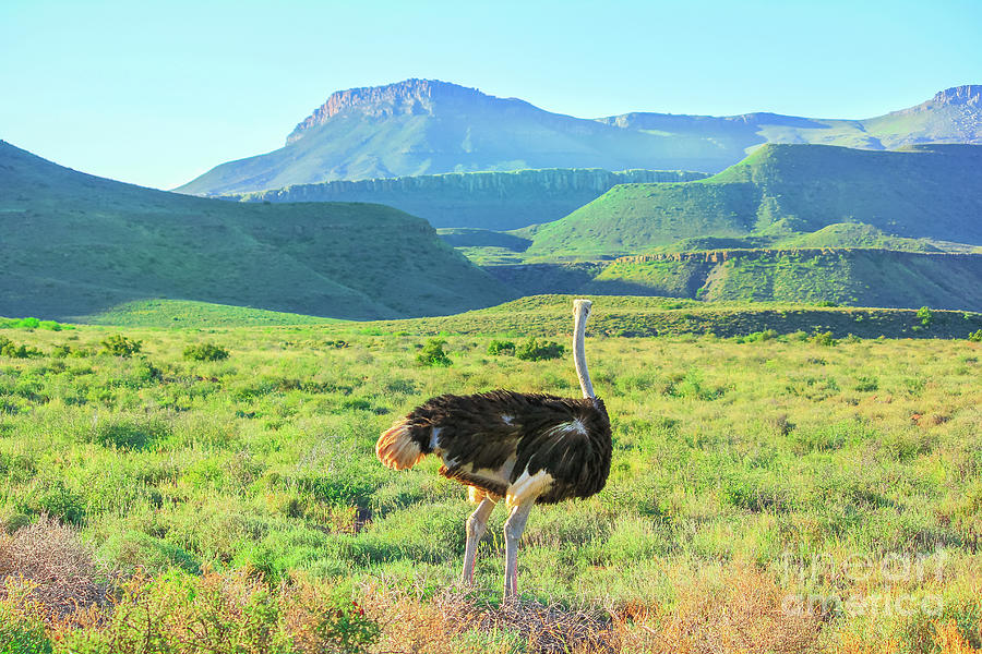 Ostrich in Karoo National Park #1 Digital Art by Benny Marty
