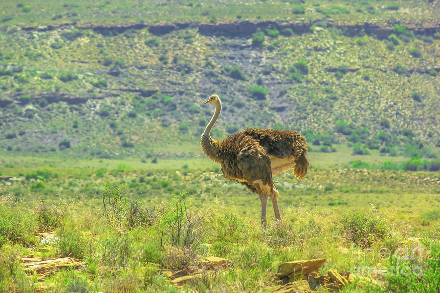 Ostrich in Karoo NP #1 Digital Art by Benny Marty