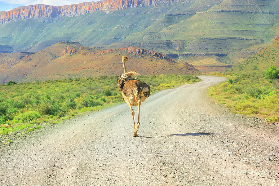 Ostrich on Karoo dirt road #1 Digital Art by Benny Marty