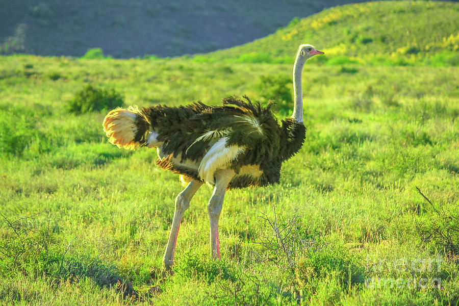 Ostrich on Karoo grass #1 Digital Art by Benny Marty