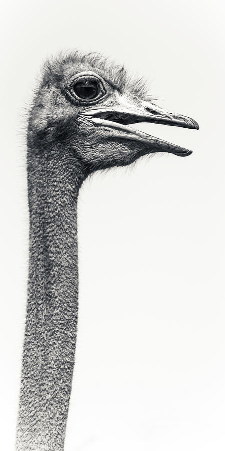 OSTRICH Struthio camelus #1 Photograph by Keith Carey