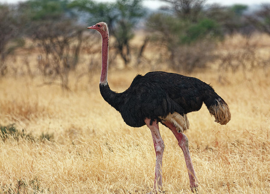 Ostrich Walking #1 Photograph by Sally Weigand