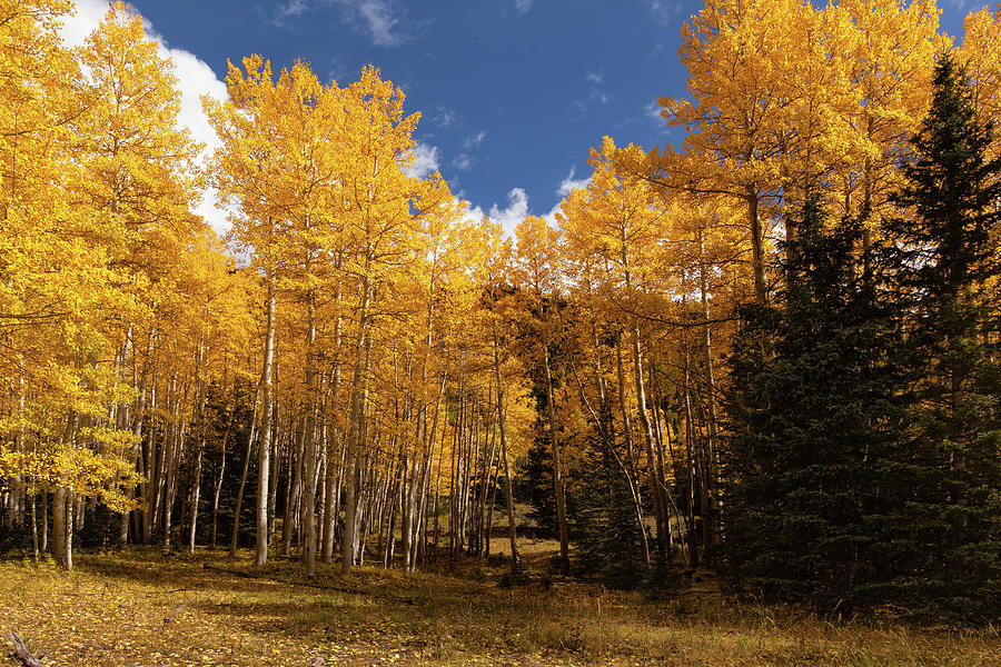 Ouray Aspens #1 Photograph by Alan Vance Ley