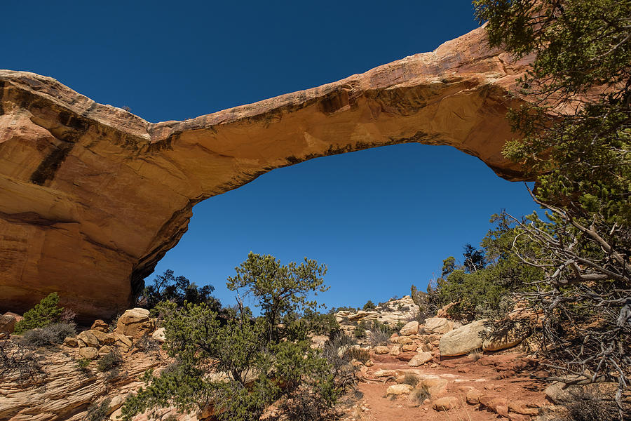 Owachomo Bridge in the Natural Bridges National Monument #1 Photograph by David L Moore