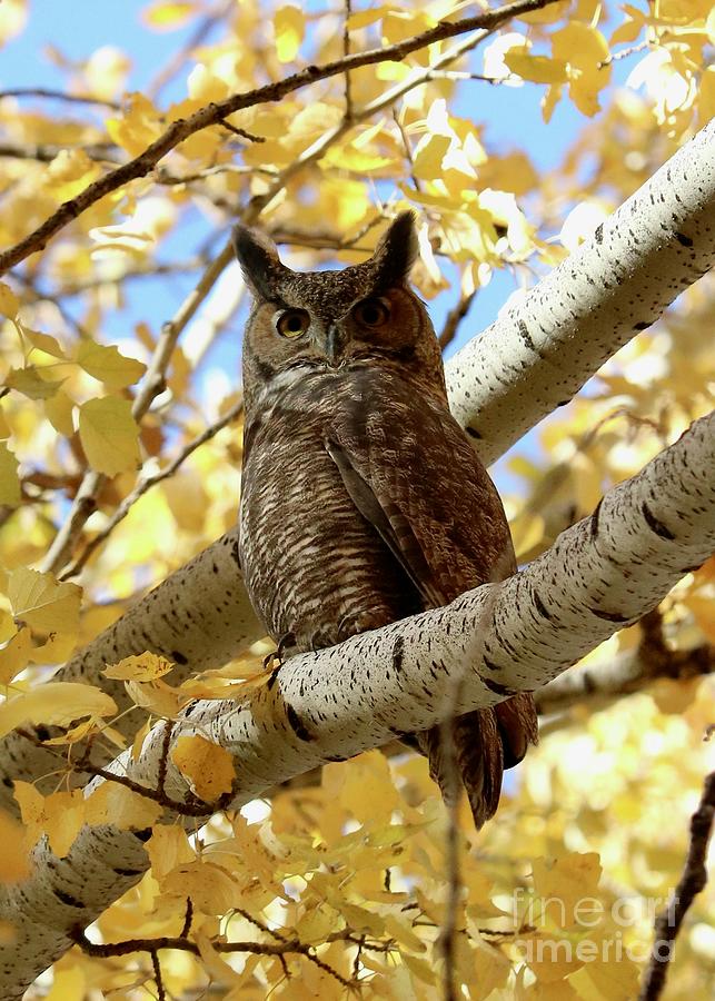 Owl on Autumn Branch #1 Photograph by Carol Groenen