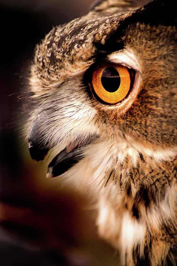 Owl Profile #2 Photograph by Don Johnson