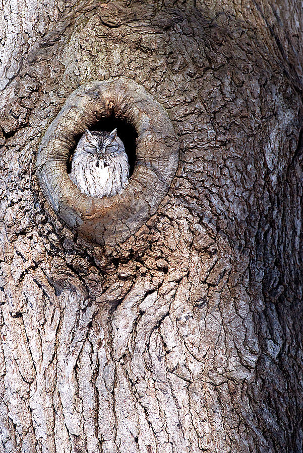 Owl Roosting #2 Photograph by Flinn Hackett
