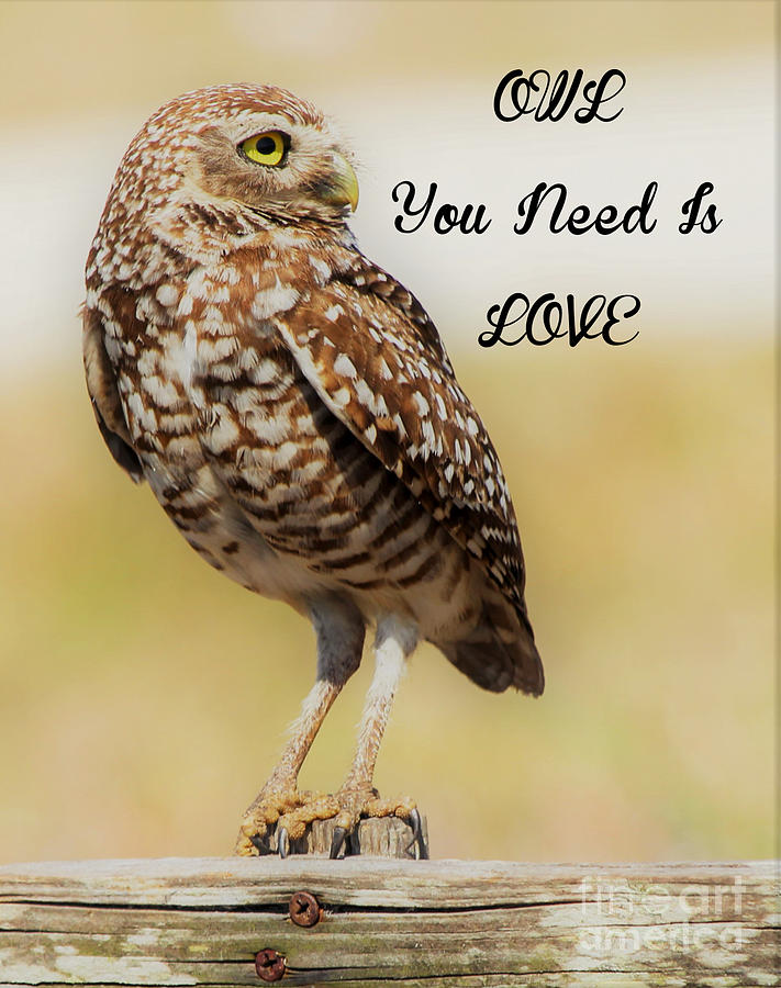 Owl you need is love #1 Photograph by Joanne Carey