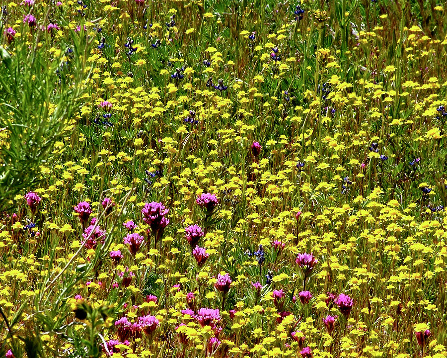 Owl's Clover, Pygmy-leaved Lupine, Goldfields, Antelope Valley CA Poppy ...