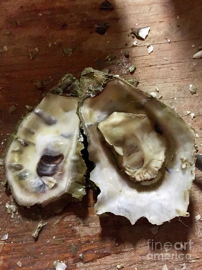 Oyster Photograph by Flavia Westerwelle