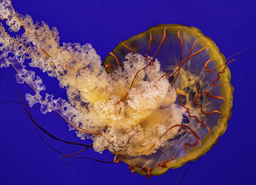 Pacific Sea Nettle #1 Photograph by Bob Cournoyer