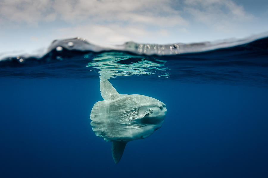 Pacific Sunfish Photograph by Michael Zeigler