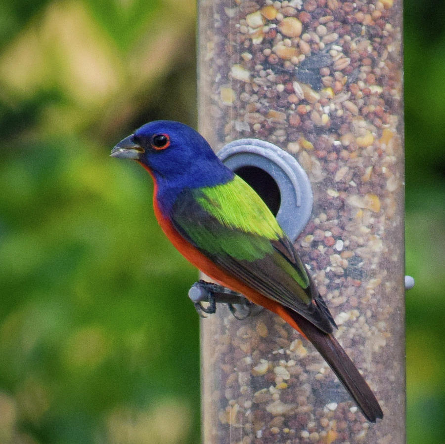 Painted Bunting Photograph by Daniel Powers | Fine Art America