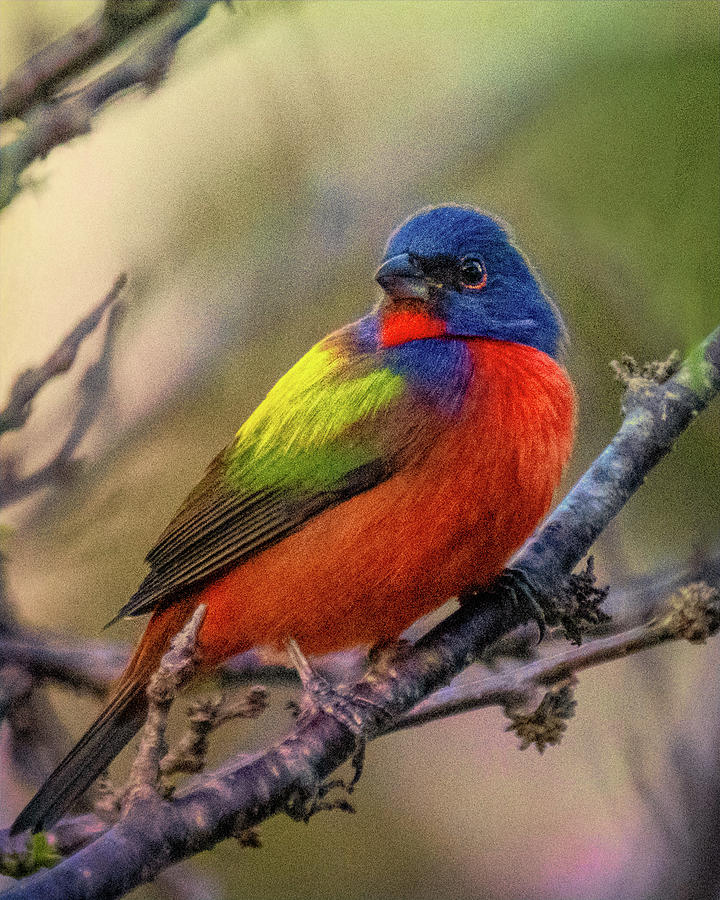 Painted Bunting Photograph