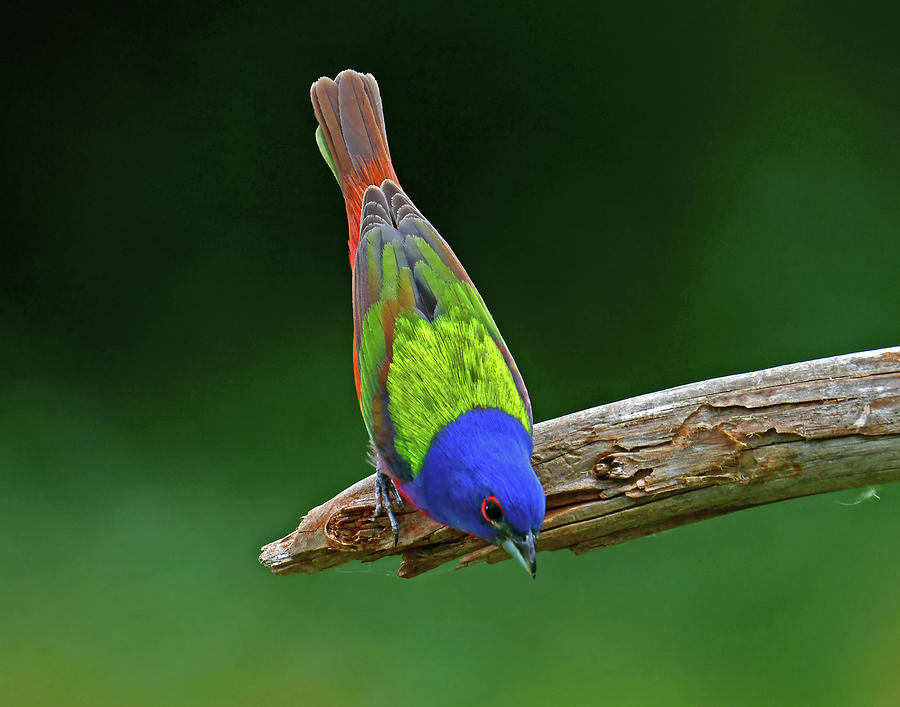 Painted Bunting nbr 9 #1 Photograph by Stuart Harrison