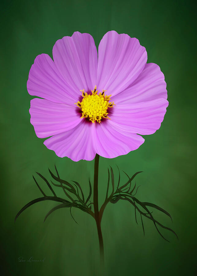 Painted Cosmos #1 Photograph by Sue Leonard