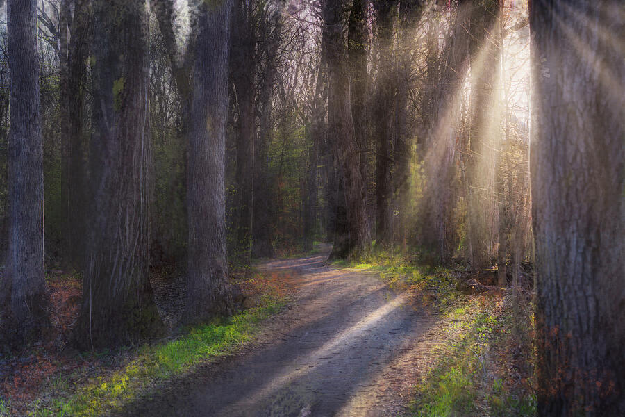 Painted Forest #1 Photograph by Jim Signorelli Painted Forest #1 Photograph by Jim Signorelli