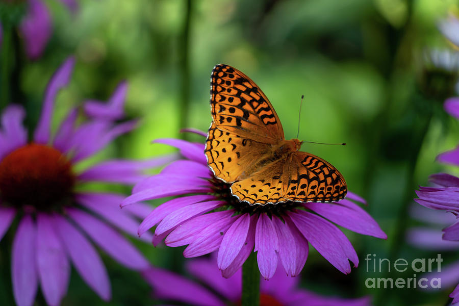 Painted Lady And Purple Coneflower Photograph