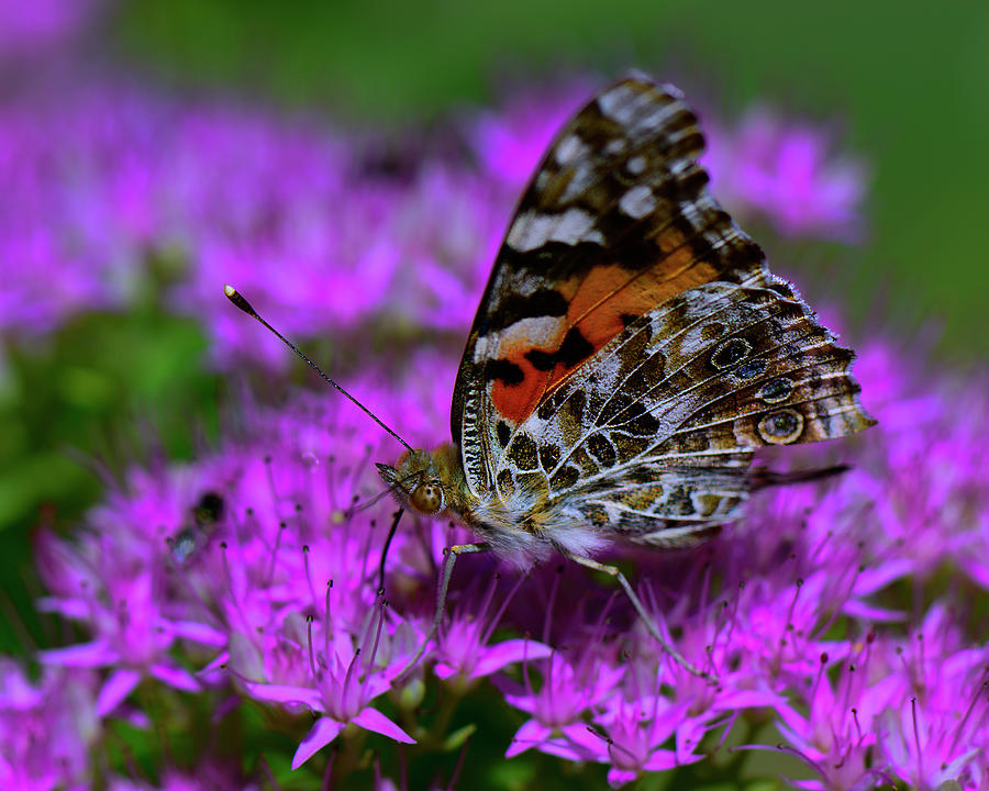 Painted Lady Butterfly on flower #1 Photograph by Gary Langley