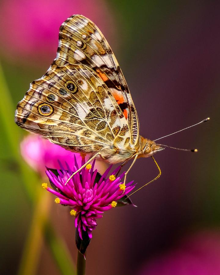 Painted Lady Butterfly #2 Photograph by Susan Rydberg