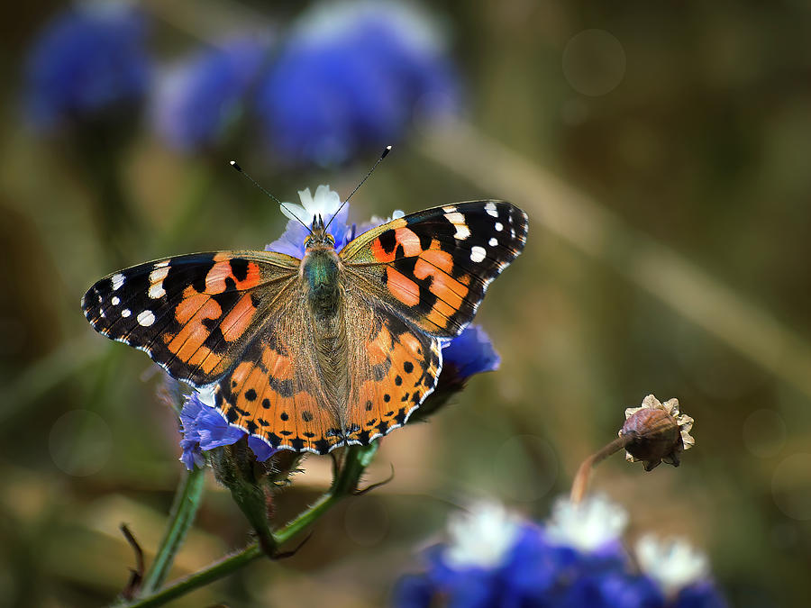 Painted Lady #1 Photograph by Meir Ezrachi