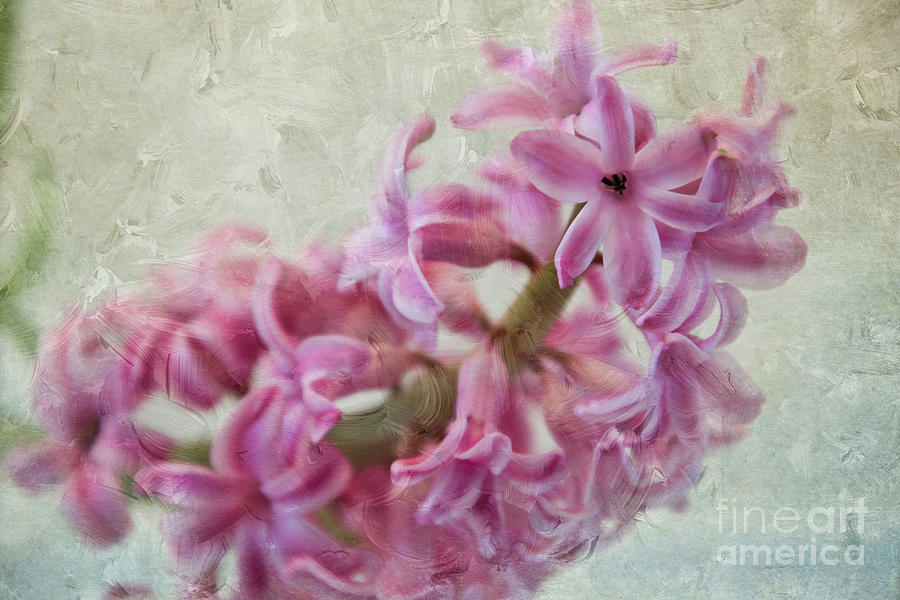 Painted Pink Hyacinthus  Photograph by Amy Dundon