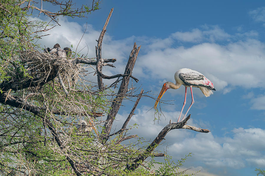 Painted Stork #1 Photograph by Pravine Chester