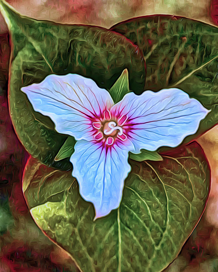 Painted Trillium Photograph by Alan Olansky - Fine Art America