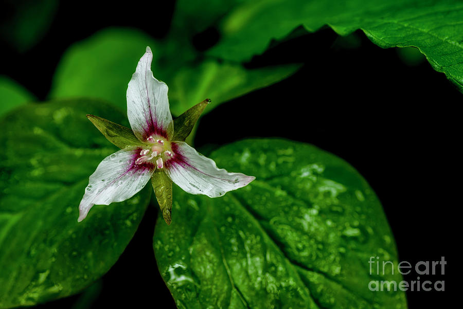 Painted Trillium in the Rain #1 Photograph by Thomas R Fletcher