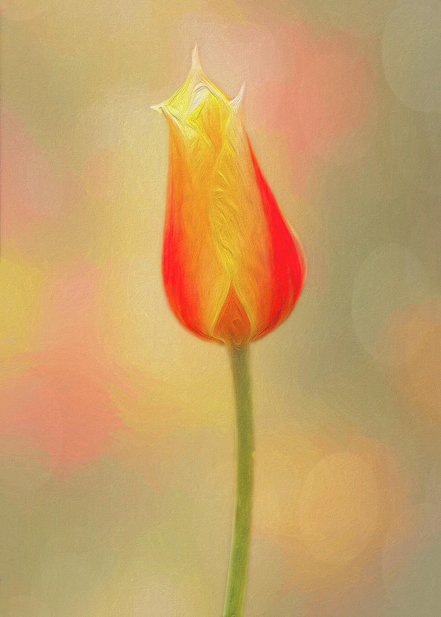 Painted Tulip Photograph by Sue Leonard