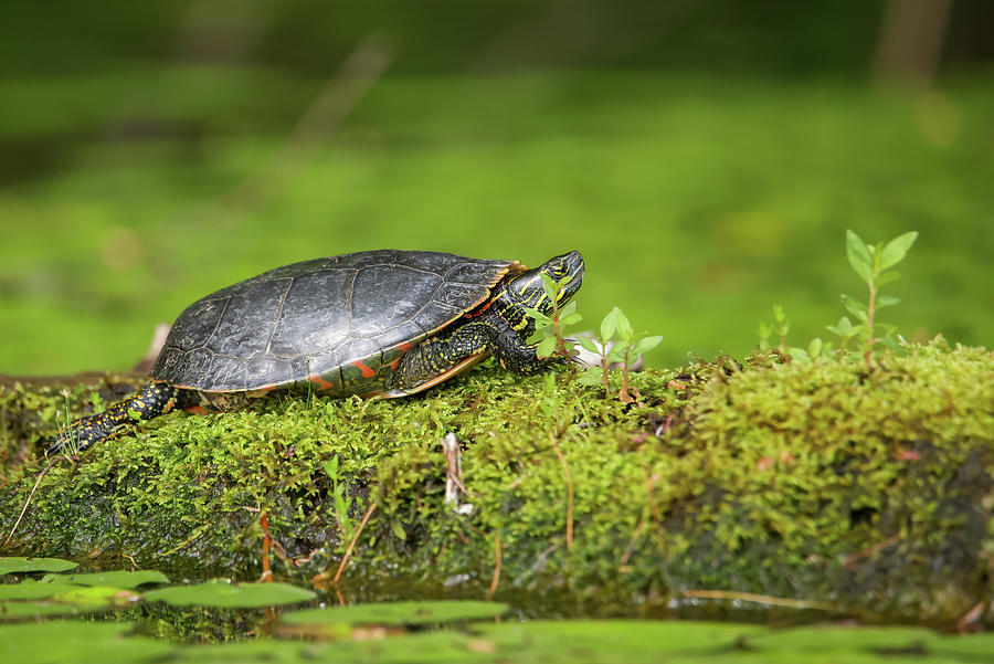 Painted Turtle #1 Photograph by Brook Burling