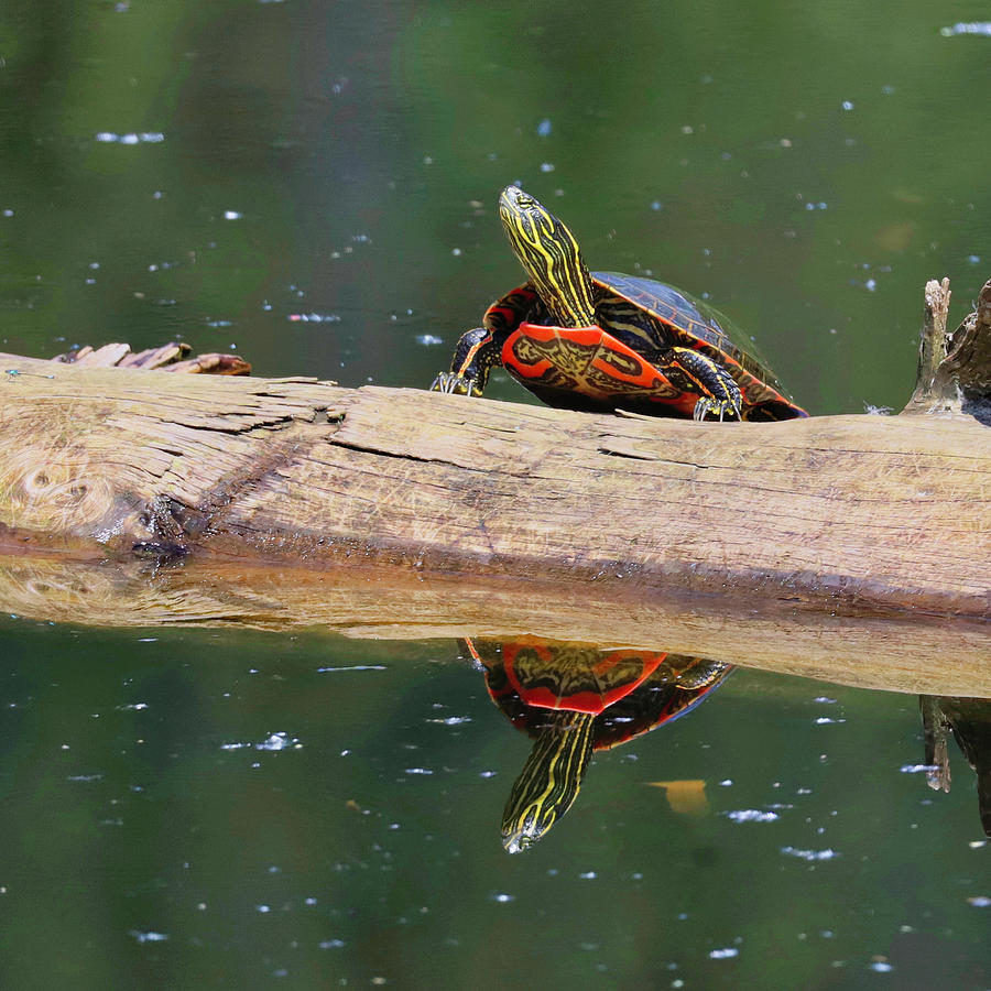 Wildlife Photograph - Painted Turtle #2 by Douglas White