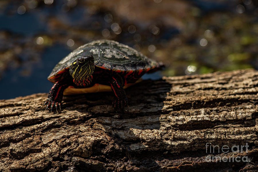 Painted Turtle #1 Photograph by JT Lewis