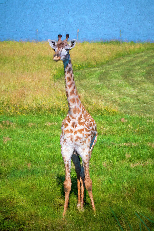 Painterly Giraffe Photograph by Ginger Stein