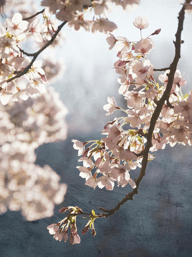 Blossom Digital Art - Painterly spring blossom by Rob Visser Blossom Digital Art - Painterly spring blossom by Rob Visser