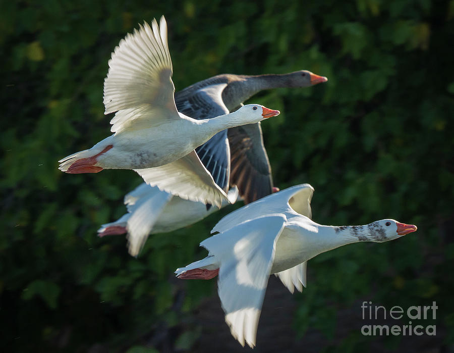 Pair of Flying Graylag Goose Anser anser Costa Ballena Cadiz #1 Photograph by Pablo Avanzini