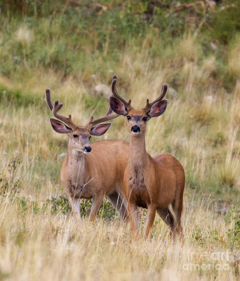 Pair of Mule Deer Bucks #1 Photograph by Steven Krull