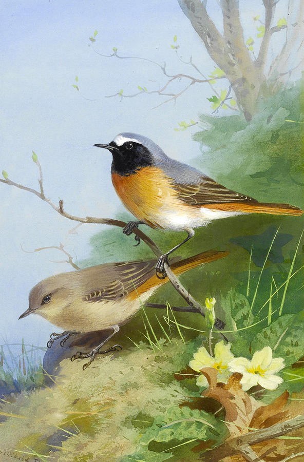 Pair of Redstarts #2 Drawing by Archibald Thorburn