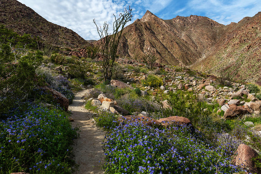Palm Canyon Path in Spring #2 Photograph by Scott Cunningham