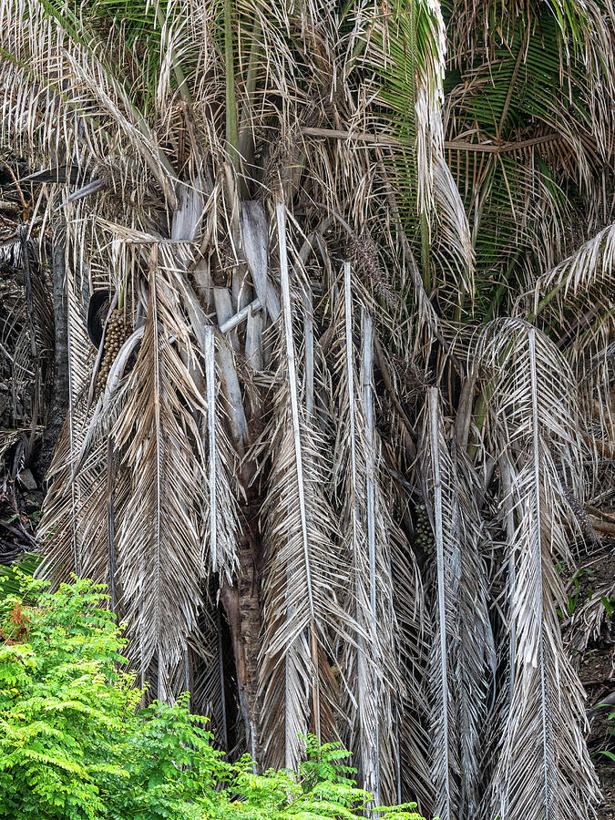 Palm Jungle Photograph by Rob Huntley | Fine Art America