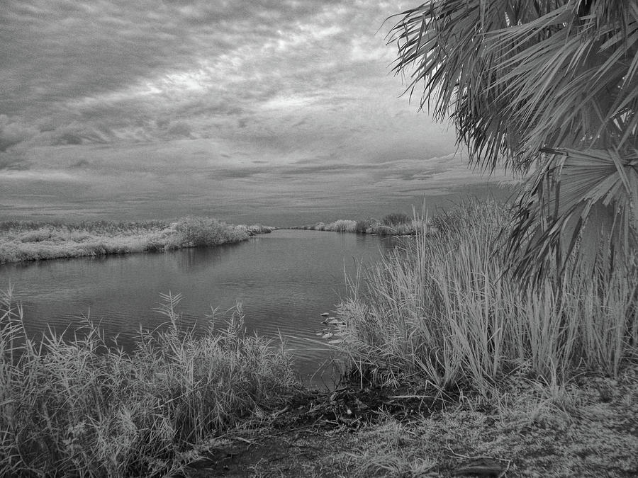 Palm Tree Along the Everglade Canal #1 Photograph by Alan Goldberg