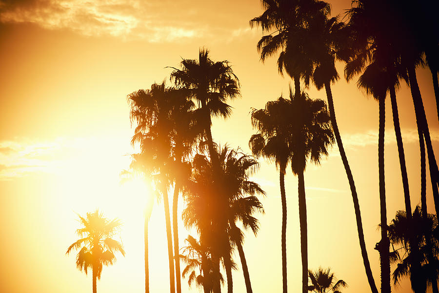 Palm tree at sunset on California - USA #1 Photograph by Franckreporter
