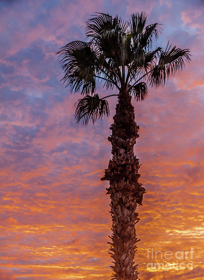 Palm Tree At Sunset #2 Photograph by Robert Bales