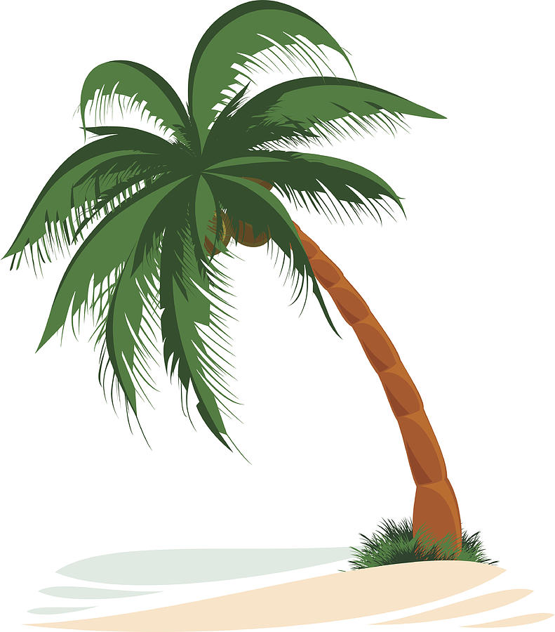 Palm Tree #1 Drawing by Jameslee1